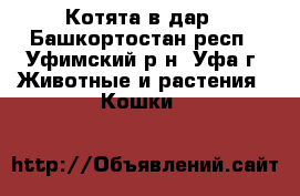 Котята в дар - Башкортостан респ., Уфимский р-н, Уфа г. Животные и растения » Кошки   
